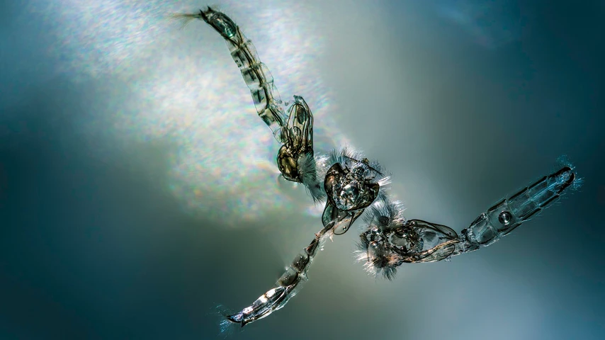 Empty shells of mosquito larvae